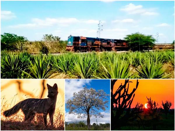 Viagens de trem entre Serrinha e Itiúba.