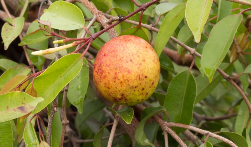 Sabores Exuberantes em Meio à Adversidade