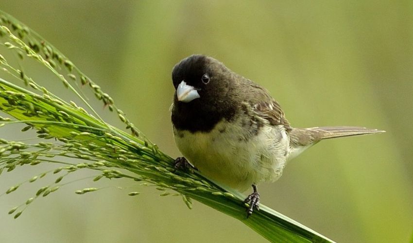 A luta contra a captura de aves na região sisaleira