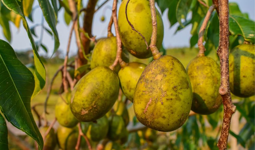 Sabores Exuberantes em Meio à Adversidade