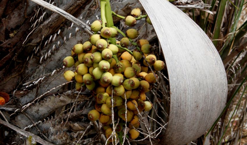 Sabores Exuberantes em Meio à Adversidade
