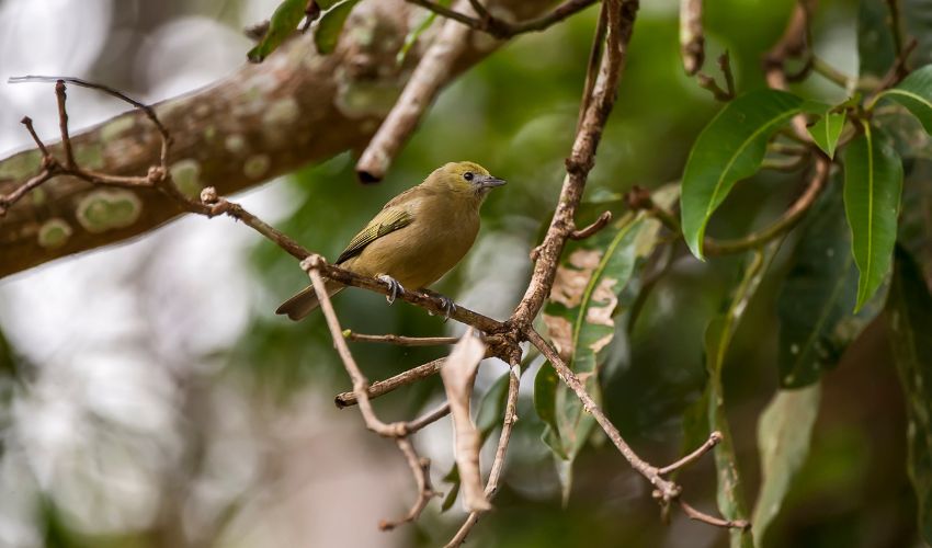 A luta contra a captura de aves na região sisaleira