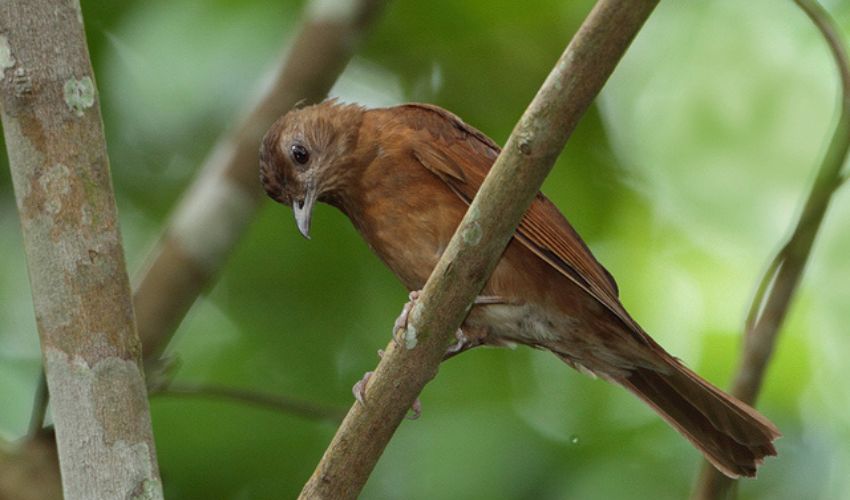 A luta contra a captura de aves na região sisaleira