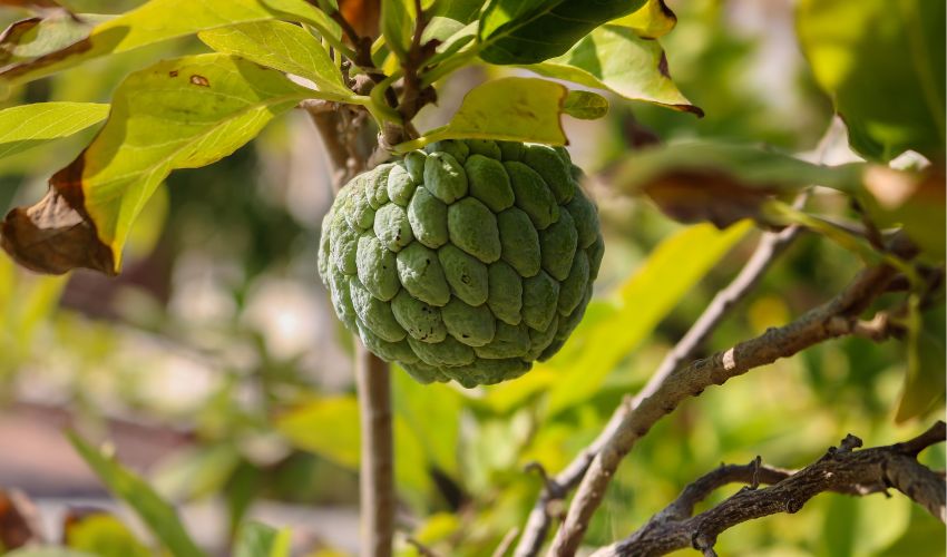 Sabores Exuberantes em Meio à Adversidade